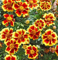 French Marigold Seeds - Legion of Honor Dwarf Variety - Non-GMO - 200 Count - Tagetes patula