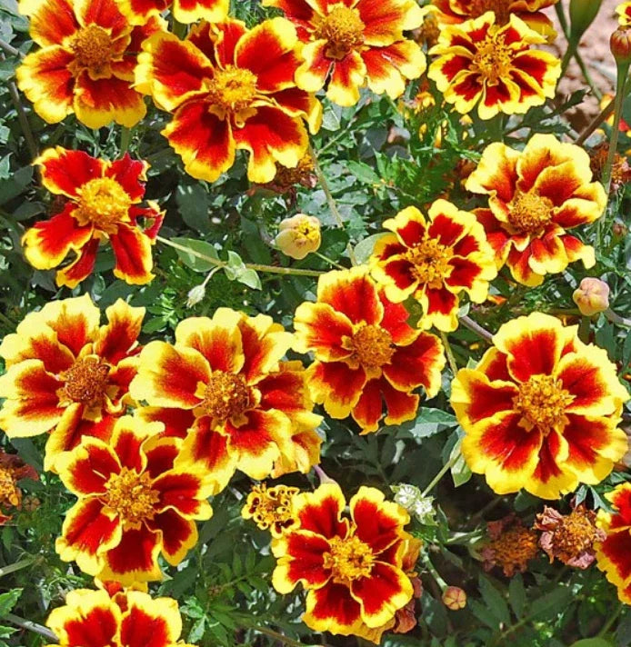 French Marigold Seeds - Legion of Honor Dwarf Variety - Non-GMO - 200 Count - Tagetes patula