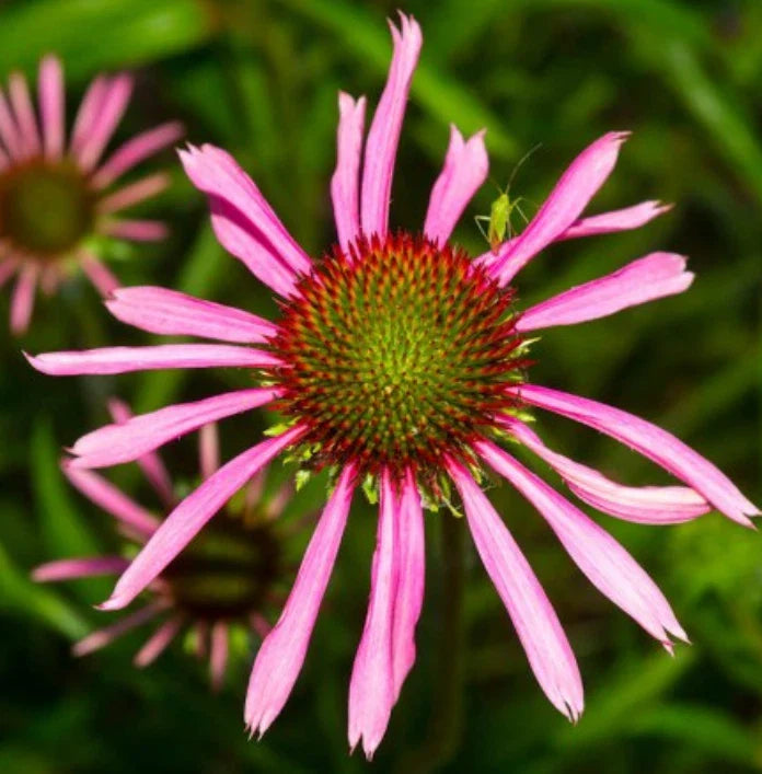 Coneflower Seeds - 100 Non-GMO Purple Perennial for Pollinators - Echinacea angustifolia