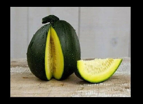 Tatume Summer Squash Seeds - 20 Heirloom Calabash Mexican Zucchini Seeds - Organic Vegetable Garden Plant