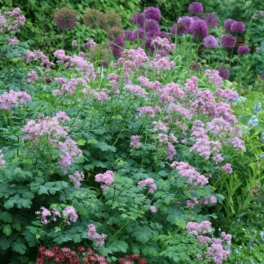 Perennial Meadow Rue Plants - 2 Bare Roots - Lilac-Purple Flowers, Thalictrum aquilegiifolium - Shade Tolerant, Hardy Zones 5-8