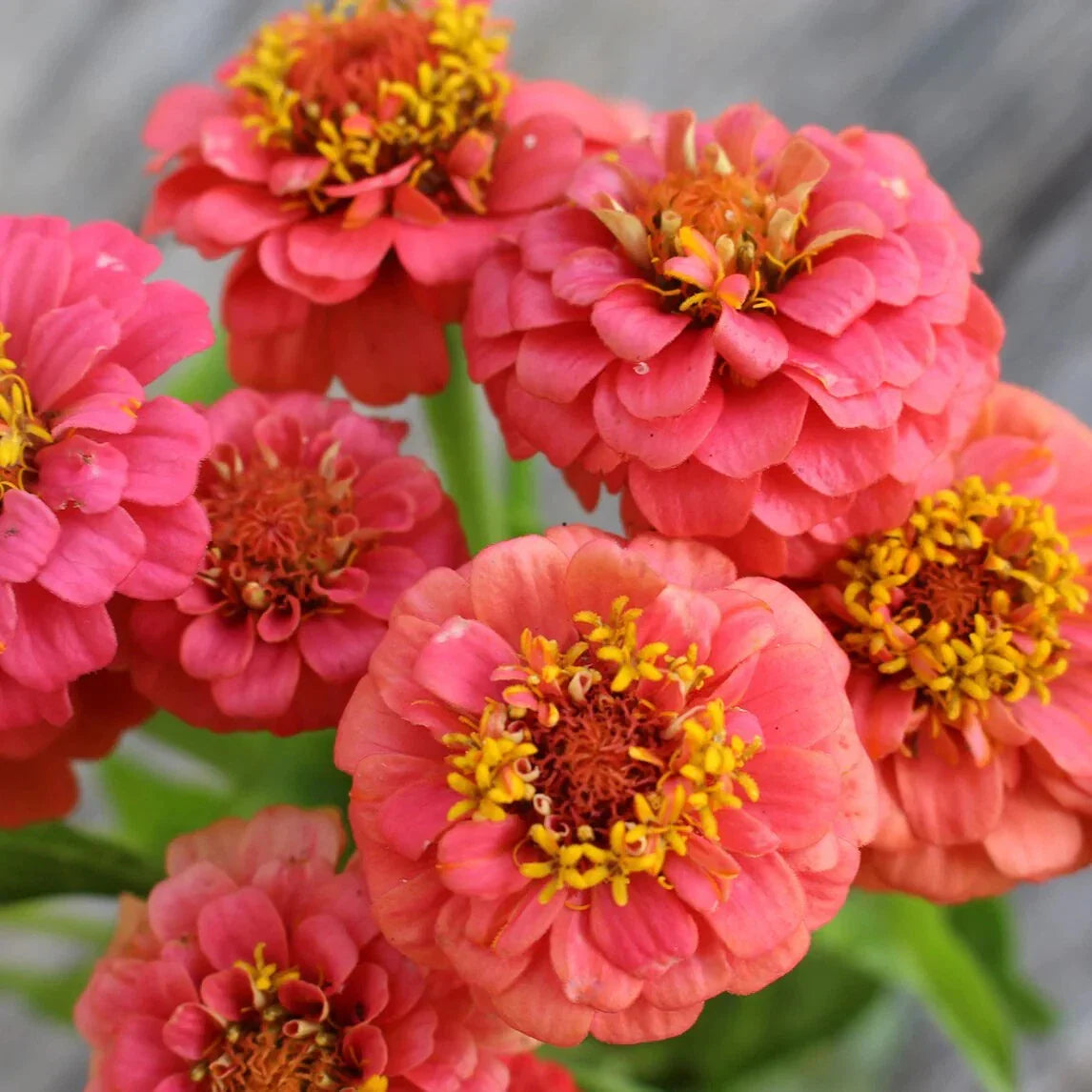 Lilliput Salmon Zinnia Seeds - 100+ Pack for Garden Planting - Zinnia elegans - USA Grown - Free Shipping