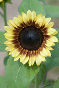 Sunflower Seeds - Pro Cut Red & Lemon Variety - Fresh Seed for Planting - Helianthus annuus