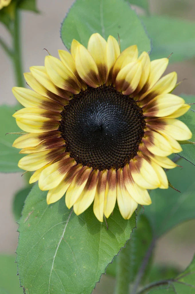 Sunflower Seeds - Pro Cut Red & Lemon Variety - Fresh Seed for Planting - Helianthus annuus