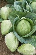 Cabbage Seeds - 400+ Heirloom Charleston Wakefield - Non-GMO, Fresh Vegetable Seeds for Home Garden