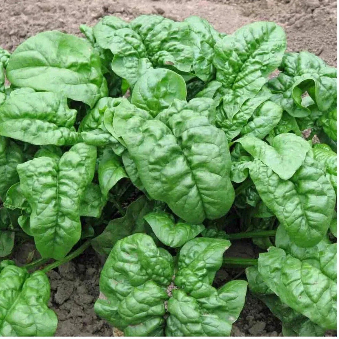 Nobel Giant Spinach Seeds - 150+ Non-GMO Heirloom Organic Seeds | USA Free Shipping