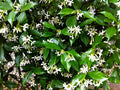 Organic Live Star Jasmine Cuttings - Trachelospermum jasminoides - Rooting for Gardening