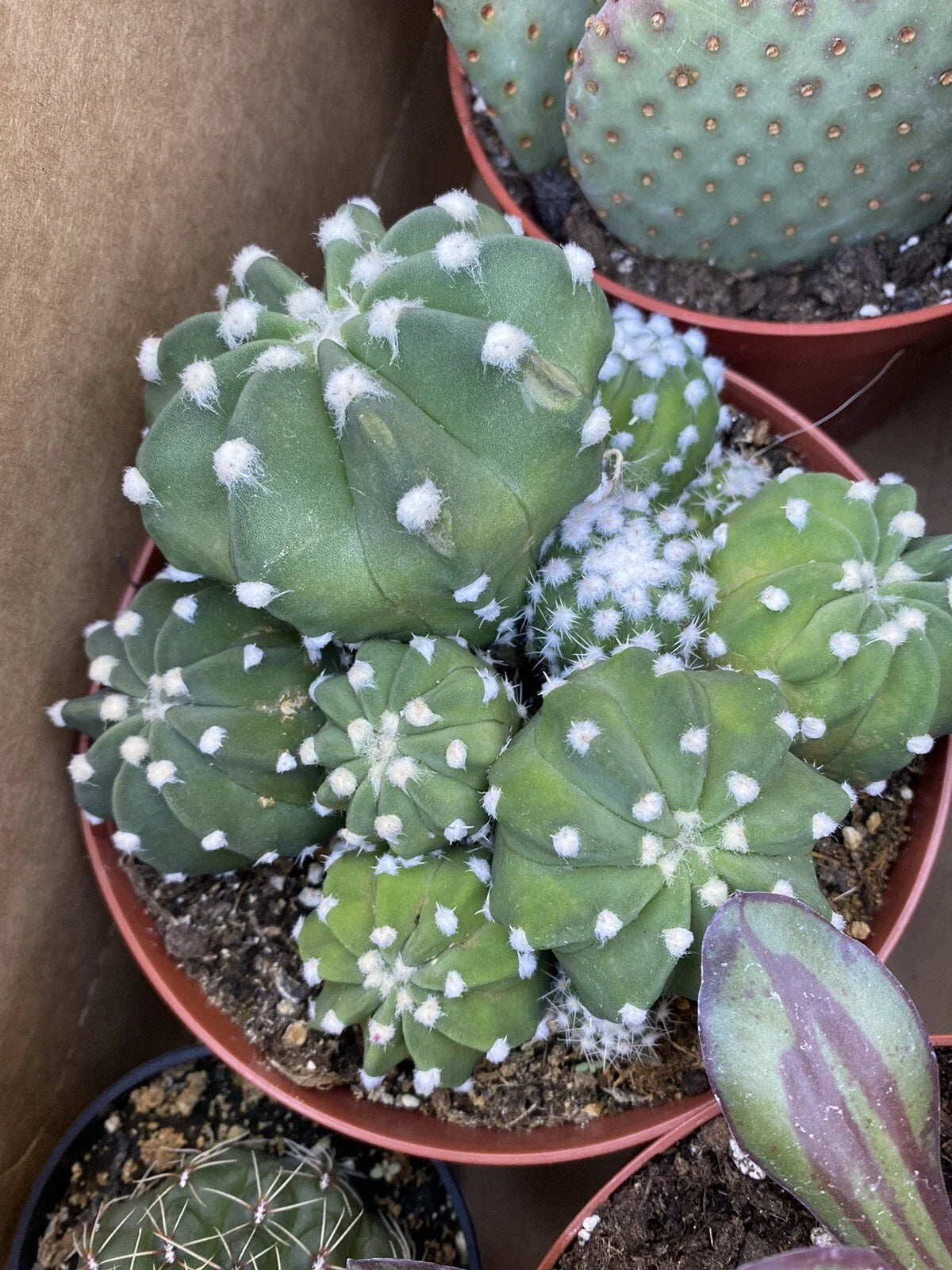 Echinopsis "Domino" Cactus Cluster Plant in 6 Inch Pot - Beautiful Succulent Greenhouse Plant