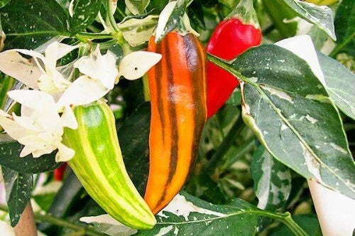 Fish Pepper Seeds - 15 to 200 Count - Rare Variegated Hot Pepper - Capsicum annuum
