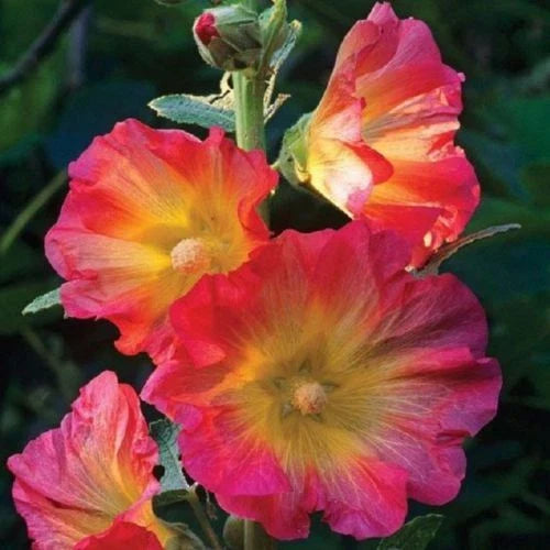 Hollyhock Seeds - 25 Pink Orange Perennial Flower Seeds - Alcea rosea - US Seller