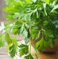 Giant Italian Flat Leaf Parsley Seeds | Herb Garden Seeds for Planting | Petroselinum crispum 2025