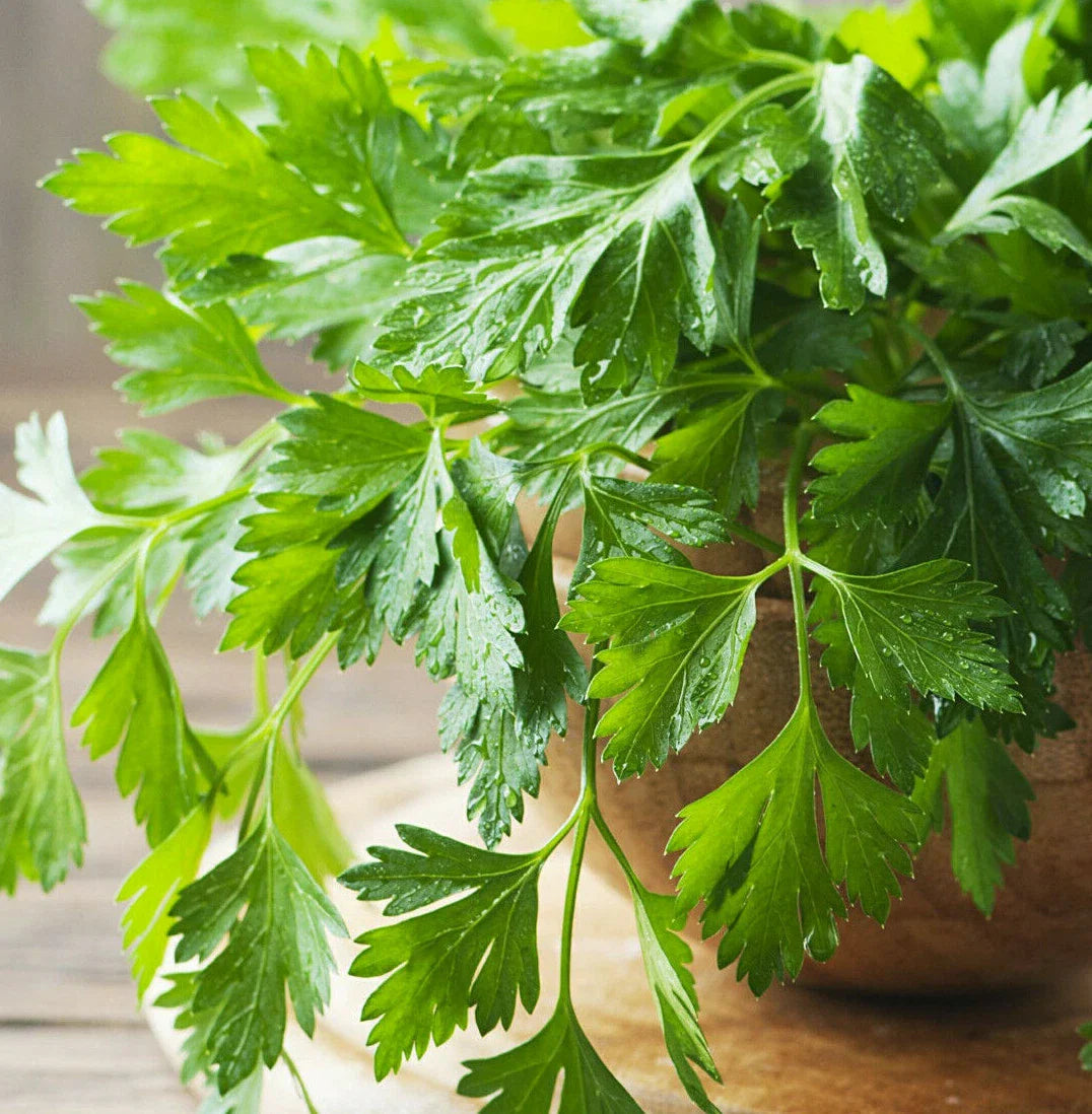 Giant Italian Flat Leaf Parsley Seeds | Herb Garden Seeds for Planting | Petroselinum crispum 2025