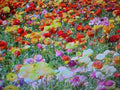 Wildflower Seed Mix 2 lb Annual & Perennial 24 Color Variety - Wildflower Seeds for Garden (No Scientific Name)