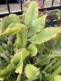 RARE RHIPSALIS GOEBELIANA Jungle Cactus Cuttings - 4 Pieces, 6” Long - Unique Indoor Plant for Home Decor