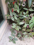 Tradescantia Zebrina Cuttings - 15 Healthy Purple Wandering Jew Cuttings - Large Size