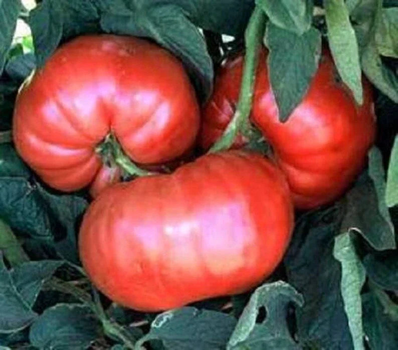 Giant Belgium Pink Tomato Seeds 50 Ct Heirloom Non-GMO Vegetable Seeds for Planting - Solanum lycopersicum