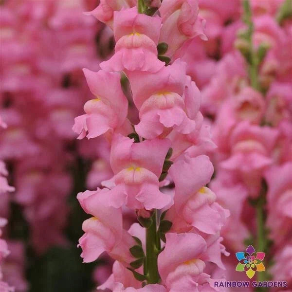 Potomac Pink Snapdragon Seeds - 1000+ Count - Flowering Annual (Antirrhinum majus) - Perfect for Garden Planting