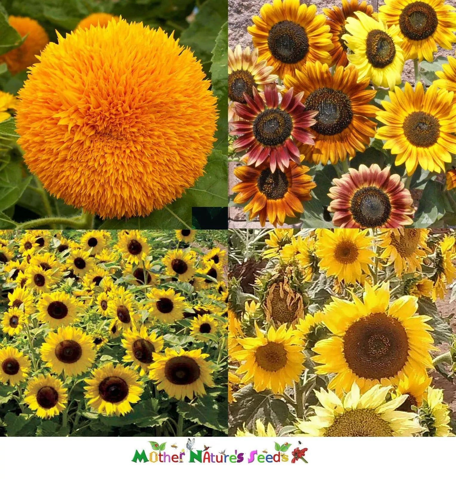 Dwarf Sunflower Seeds Mix - Non-GMO Butterflies Bees Birds Goldfinches - 50 Seeds
