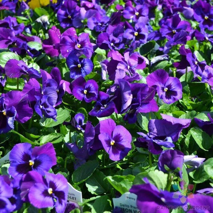 Neon Violet Pansy 200 Seeds - for Garden Planting - Viola