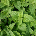 Catnip Seeds 2,000 Heirloom Non-GMO Seeds Nepeta cataria Free Shipping