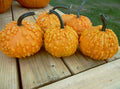 Sanchez Pumpkin Seeds - Fresh Organic Pumpkin Seed - Cucurbita pepo