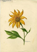 Organic Mexican Sunflower Cuttings - Tithonia Diversifolia - 5 Healthy Plant Cuttings for Garden or Container
