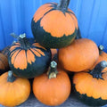 Batwing Pumpkin Seeds 10 Pack - Black Cape Variety (Cucurbita pepo) for Planting