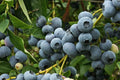 Patriot Blueberry Plant - Rooted Shrub, Self-Pollinating, 4-6 ft Tall, Vaccinium corymbosum, Zones 5-8, Large Blue Berries
