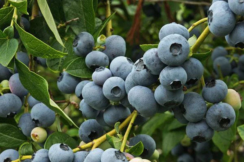Patriot Blueberry Plant - Rooted Shrub, Self-Pollinating, 4-6 ft Tall, Vaccinium corymbosum, Zones 5-8, Large Blue Berries