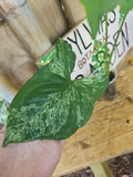 Large Leaf Syngonium Podophyllum Variegated Mottled Mojito 3" Pot, Indoor Plant, Houseplant, Low Light, Easy Care