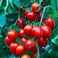 Small Red Cherry Tomato Seeds, Heirloom Non-GMO Variety, Tracking Included, Solanum lycopersicum