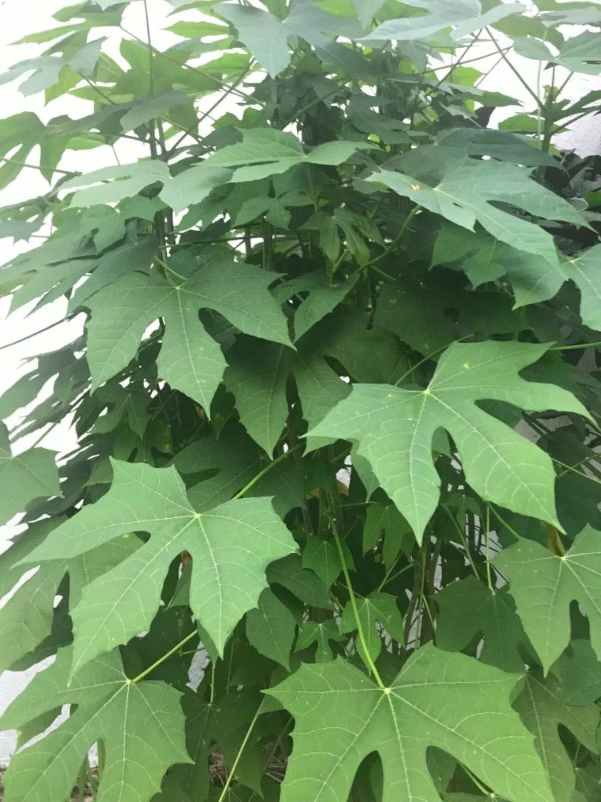 Chaya Spinach Cuttings - Easy Rooting, Organically Grown, Fresh Plant Cuttings, Cnidoscolus aconitifolius