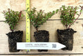 Evergreen Huckleberry Plant - 1 Year Old - Vaccinium ovatum - Tasty Berries for Flower Arrangements