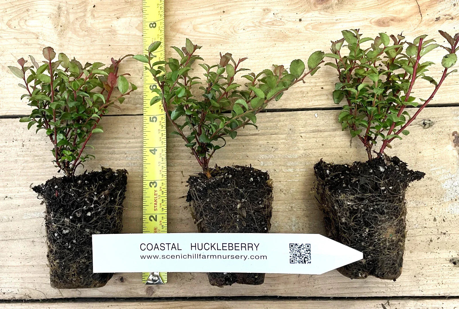 Evergreen Huckleberry Plant - 1 Year Old - Vaccinium ovatum - Tasty Berries for Flower Arrangements