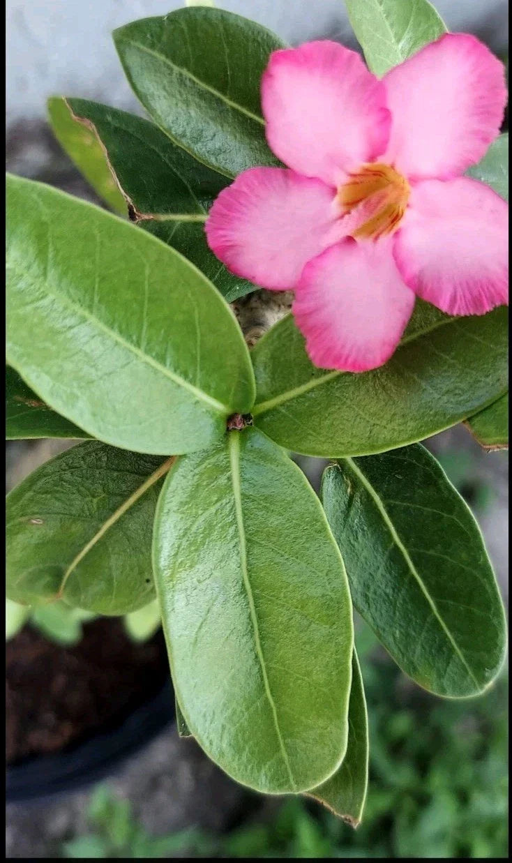 Desert Rose Cuttings - Rare Adenium obesum (Pink) Succulent - Fresh Plant Cuttings for Propagation