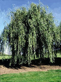 Gold Weeping Curly Willow Tree Cutting - Exotic Rare Willow - Salix babylonica 'Gold Weeping' - Unique Ornamental Plant