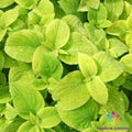 Wizard Golden Coleus Seeds - 25+ Pack for Garden Planting - Premium Colorful Foliage - Perfect for USA Gardens