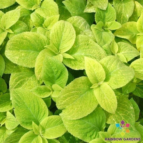 Wizard Golden Coleus Seeds - 25+ Pack for Garden Planting - Premium Colorful Foliage - Perfect for USA Gardens