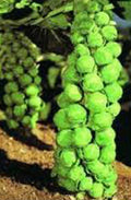 Brussel Sprouts Seeds, 25+ Heirloom Churchill Non-GMO, Early Variety (Brassica oleracea)