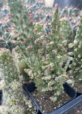 Variegated Joseph's Coat Cactus 2 Inch Pot - Opuntia monacantha Variegata - Colorful Indoor Succulent Plant