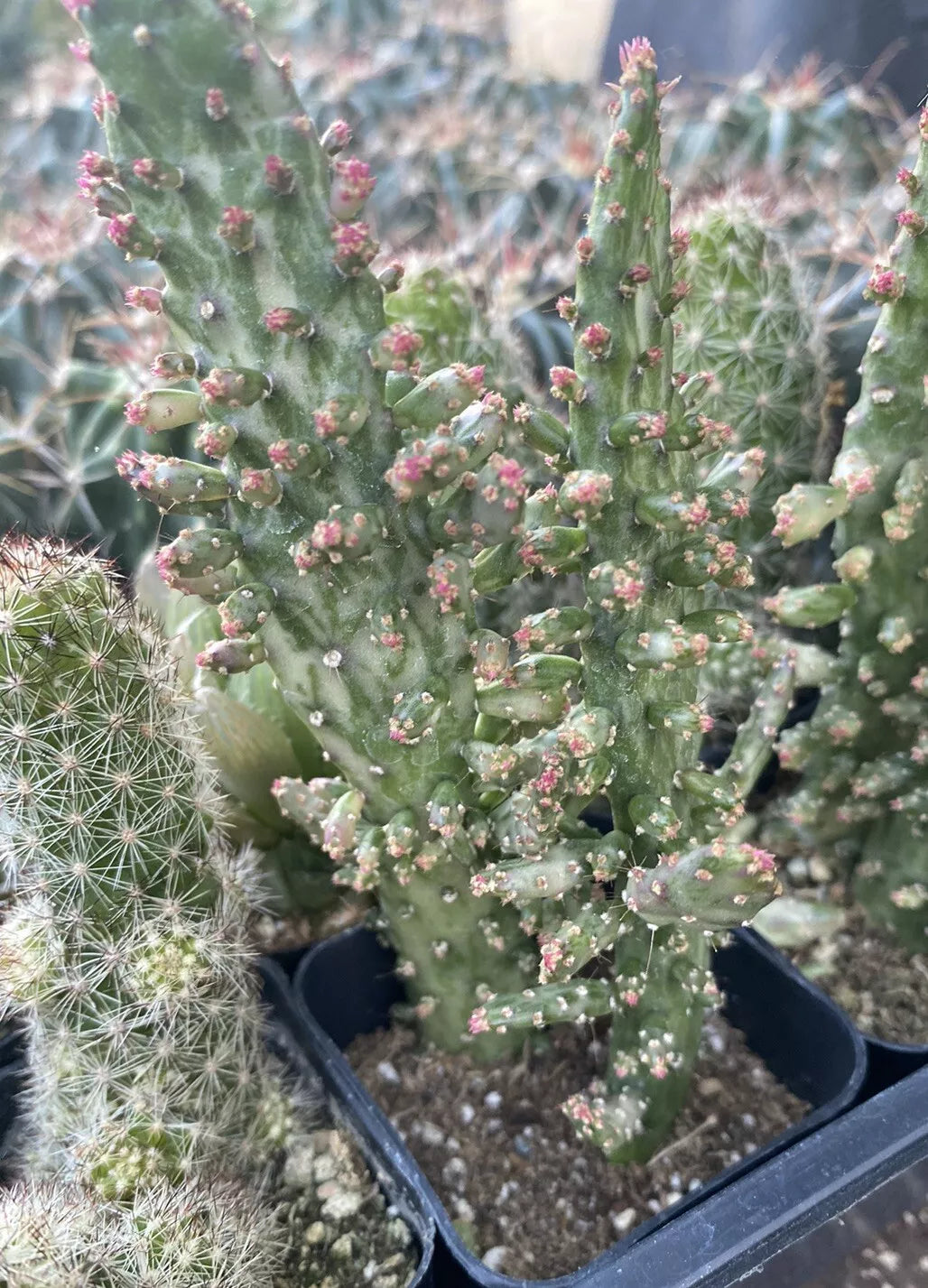 Variegated Joseph's Coat Cactus 2 Inch Pot - Opuntia monacantha Variegata - Colorful Indoor Succulent Plant