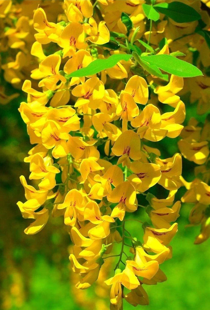 Golden Wisteria Seeds - 5 Perennial Climbing Flower Seeds - Rare Vine Plant (Wisteria floribunda) - USA Seller