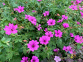 Elworthy Eyecatcher Geranium Seeds - 25+ Pack - Perfect for Garden - Pelargonium 'Elworthy Eyecatcher'