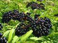 Black Elderberry Seeds - 35 Organic Seeds, Red Supply Solution - Sambucus Canadensis, Heirloom Variety