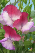 Fire and Ice Sweet Pea Seeds - 50+ Non-GMO Garden Seeds - Lathyrus odoratus - USA Grown, Free Shipping