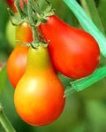 Classic Red Pear Tomato Seeds - 25 Fresh Premium Seeds (Solanum lycopersicum) - Heirloom Variety for Home Gardening