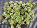 Lot of 50 Succulent Plants - Hens & Chickens 1 Inch Chicks - Perennial - Echeveria spp.