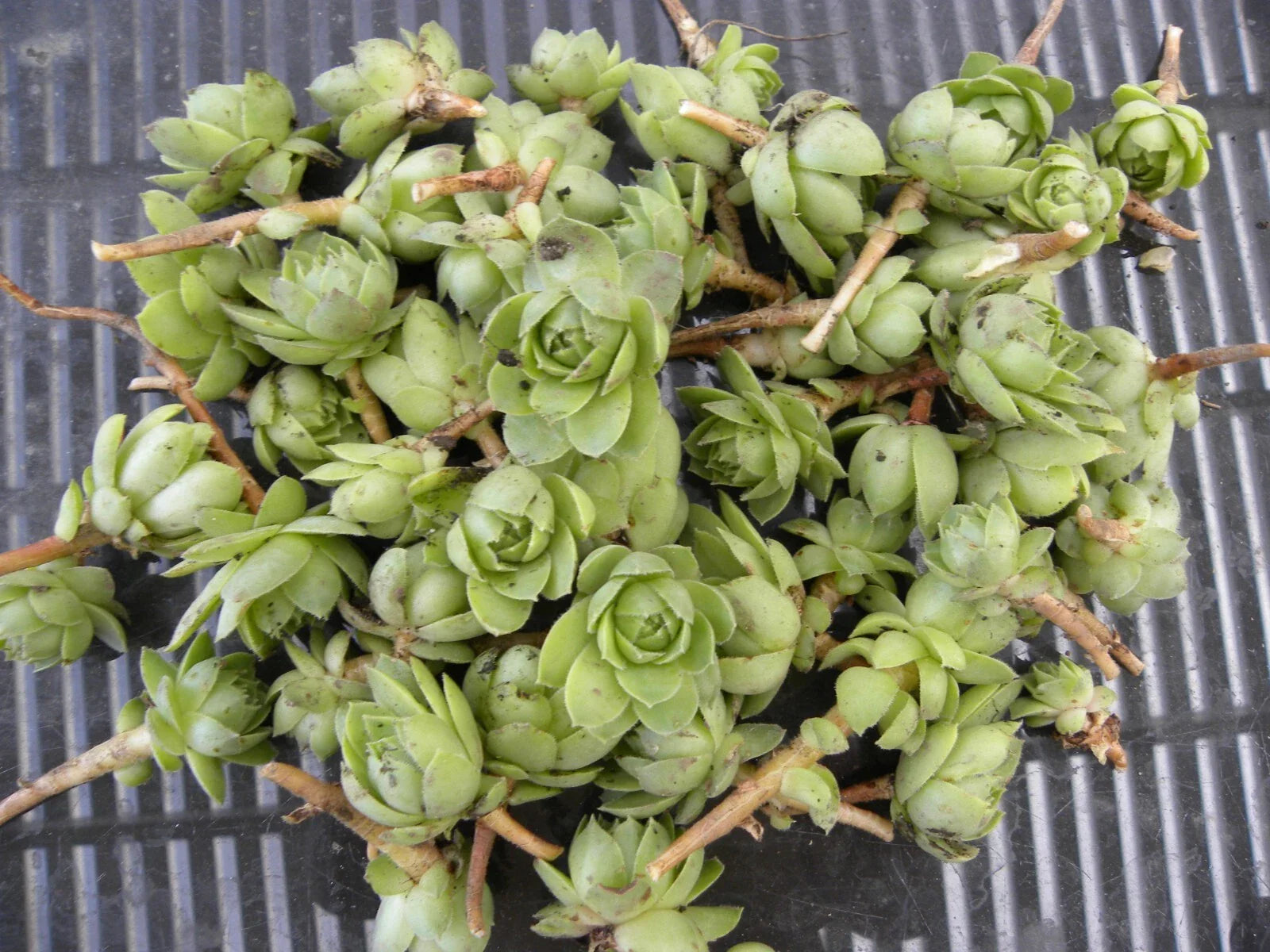 Lot of 50 Succulent Plants - Hens & Chickens 1 Inch Chicks - Perennial - Echeveria spp.