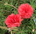 Deep Salmon Portulaca Moss Rose Plants - Grandiflora Variety (Portulaca grandiflora) - Ideal for Gardens & Containers