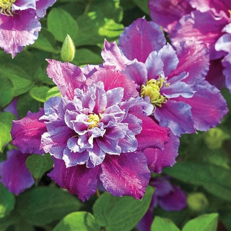 25 Piilu Clematis Seeds - Climbing Perennial with Plumeria Blooms - USA Seller - Perfect for Gardens and Trellises